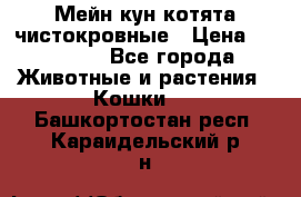 Мейн-кун котята чистокровные › Цена ­ 25 000 - Все города Животные и растения » Кошки   . Башкортостан респ.,Караидельский р-н